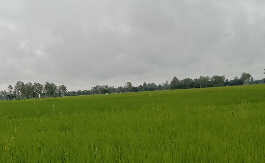 image-here